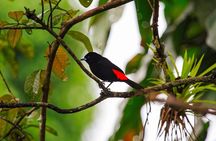 Bird Watching Tour Arenal Mundo Aventura