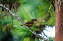 Bird Watching Tour Arenal Mundo Aventura