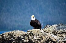 Simply Amazing Sitka Tour: Fortress of the Bear, Alaska Raptor, & Totems