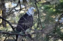 Simply Amazing Sitka Tour: Fortress of the Bear, Alaska Raptor, & Totems
