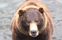 Sitka's only Private Simply Amazing Tour