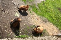 Sitka's only Private Simply Amazing Tour