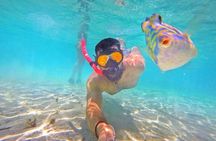 Bluefinn242 Half Day Snorkeling Tour in the Bahamas