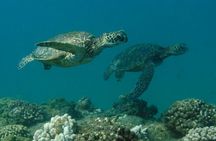 Kauai's Ultimate South Shore 2 Tank Dive (Certified Divers Only)