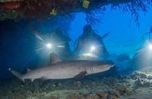 Kauai's Ultimate Boat 2 Tank Adventure Dive Certified Divers Only