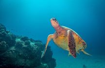 Kauai's Ultimate Boat 2 Tank Adventure Dive Certified Divers Only