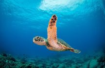 Kauai's Ultimate Scooter Adventure 2 Tank Dive (Advance Certified Divers Only)
