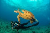 Kauai's Ultimate Discover Scuba Dive - OCEAN EXPERIENCE (1 Tank Dive)