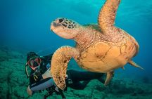 Kauai's Ultimate Discover Scuba Dive - OCEAN EXPERIENCE (1 Tank Dive)