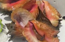 Half day Deep sea/light tackle fishing charters 