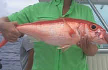 Half day Deep sea/light tackle fishing charters 