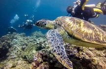 Cebu Moalboal Beach, Sardine Run, Sea Turtle Viewing + Canyoneering Tour