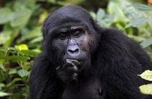 3 Days Gorilla Trekking Expedition Uganda