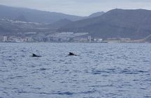 Whale Watching and Marine Science Tour