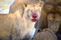 4 Days Lake Manyara National Park, Ngorongoro Crater , Serengeti National Park.