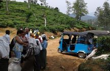 TukTuk Safari in Tea & Spice plantation,View Points,Upper Diyaluma WaterFalls, 