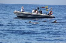 Whale Watching and Marine Science Tour