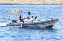 Whale Watching and Marine Science Tour