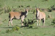 3day's Safari