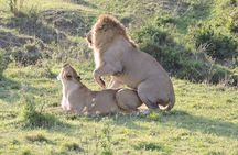3day's Safari