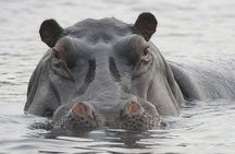 4 Days Safari to Mole park and Wechiau Hippos