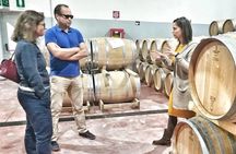 Discover the best cellars of Salento
