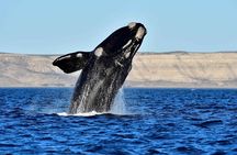 Whales and Sea lions watching at Peninsula de Valdes - PUERTO MADRYN