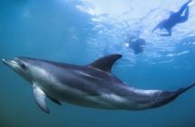 3 hour Dolphin and Seal Swim (NOV-APR)