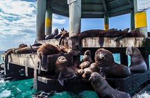 Seals, Sea Dragons & Hot Springs Experience Mornington Peninsula