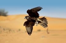 Private Falconry Experience and Nature Desert Safari in Dubai