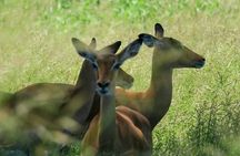 2 Days Saadani National Park From Zanzibar