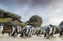 Table Mountain-Wines-Penguins-Cape Point All Inclusive Group Tour
