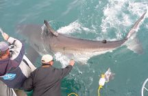 SHARK CAGE DIVING and VIEWING (Self Drive)