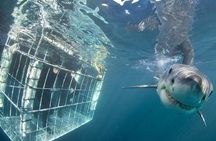 SHARK CAGE DIVING and VIEWING (Self Drive)