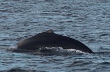 Better Whalesafari | Whale Watching - Cozy Luxury Yacht Arctic Queen