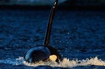 Better Whalesafari | Whale Watching - Cozy Luxury Yacht Arctic Queen