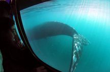 Underwater Whale Watching in Puerto Piramides