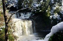 Cradle Mountain Day Tour from Launceston Including Lunch