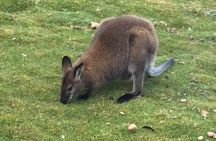 Cradle Mountain Day Tour from Launceston Including Lunch