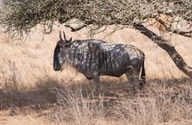  5 hours Nairobi national park drive