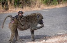 Nairobi Park/elephant Orphanage/giraffe Centre/lunch/karen Blixen/bomas Of Kenya