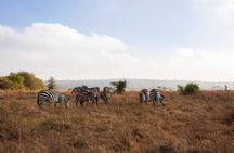 Morning Safari Nairobi Park/elephant Orphanage/giraffe Centre