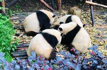 Private Chengdu City Highlight Day Tour