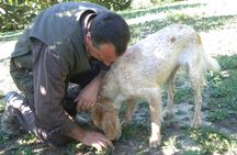 Truffle Hunt & Wine Tasting