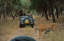 Private 6-Day Ranthambhore Tiger Tour including Delhi, Agra and Jaipur