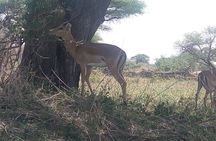 3day's Safari