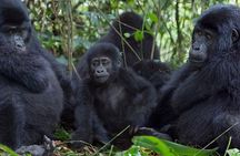 3 Days Gorilla Adventure Safari in Uganda