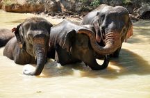 3-in-1: Doi Inthanon Tour, Elephant Sanctuary, and Trekking Trail