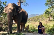 3-in-1: Doi Inthanon Tour, Elephant Sanctuary, and Trekking Trail