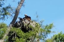 Waccamaw River Nature and Wildlife Tour